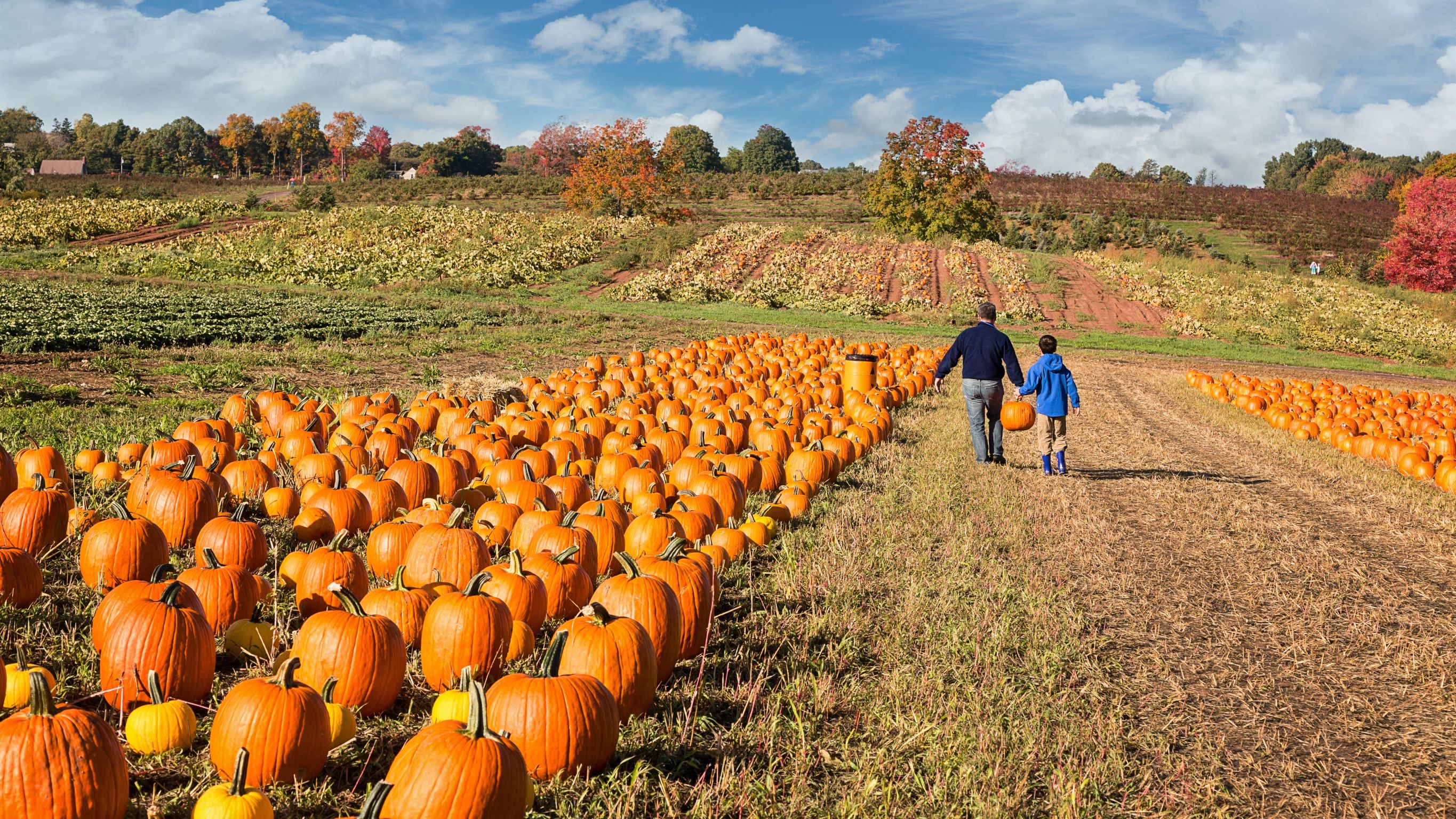 father and child picking out a pumpkin on a farm of pumpkin patches