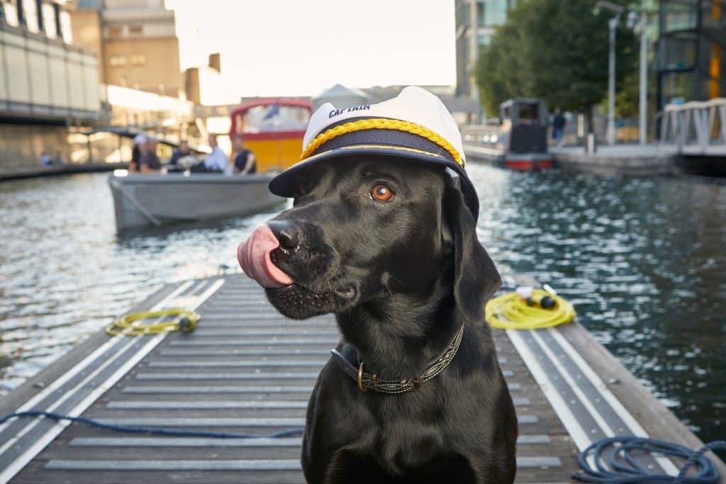 A dog with a sailor's hat on