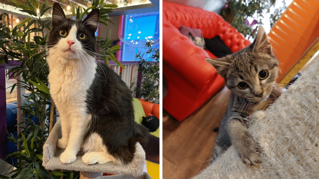 A pair of cats playing on furniture at the kitty cafe in Birmingham