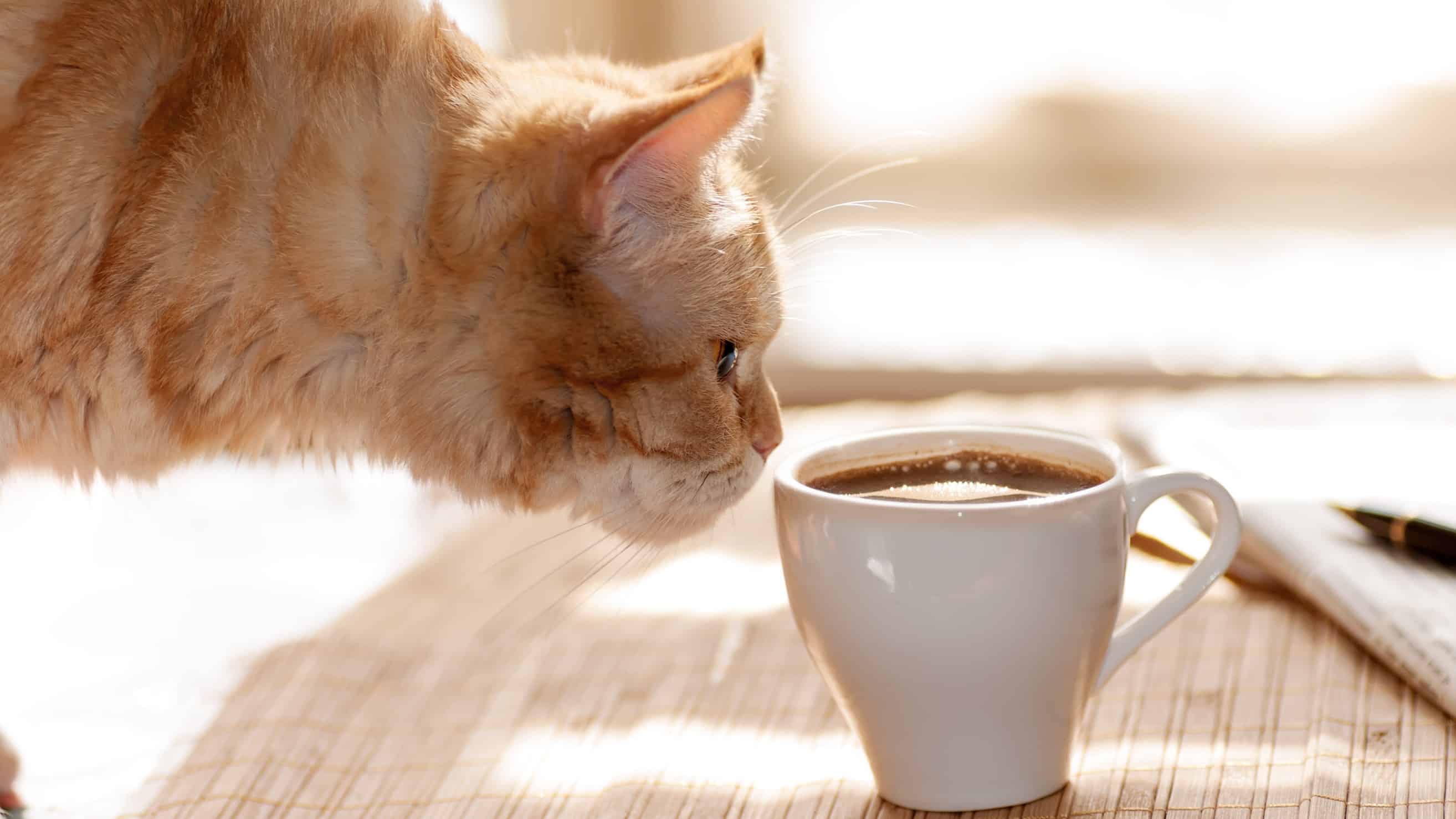 red cat sniffing a mug of black coffee while standing on a table with paper and pen