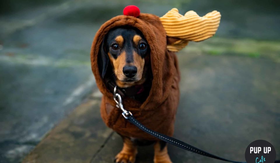 A Festive Dachshund Pup-Up Cafe With Puppuccinos Is Coming To Birmingham