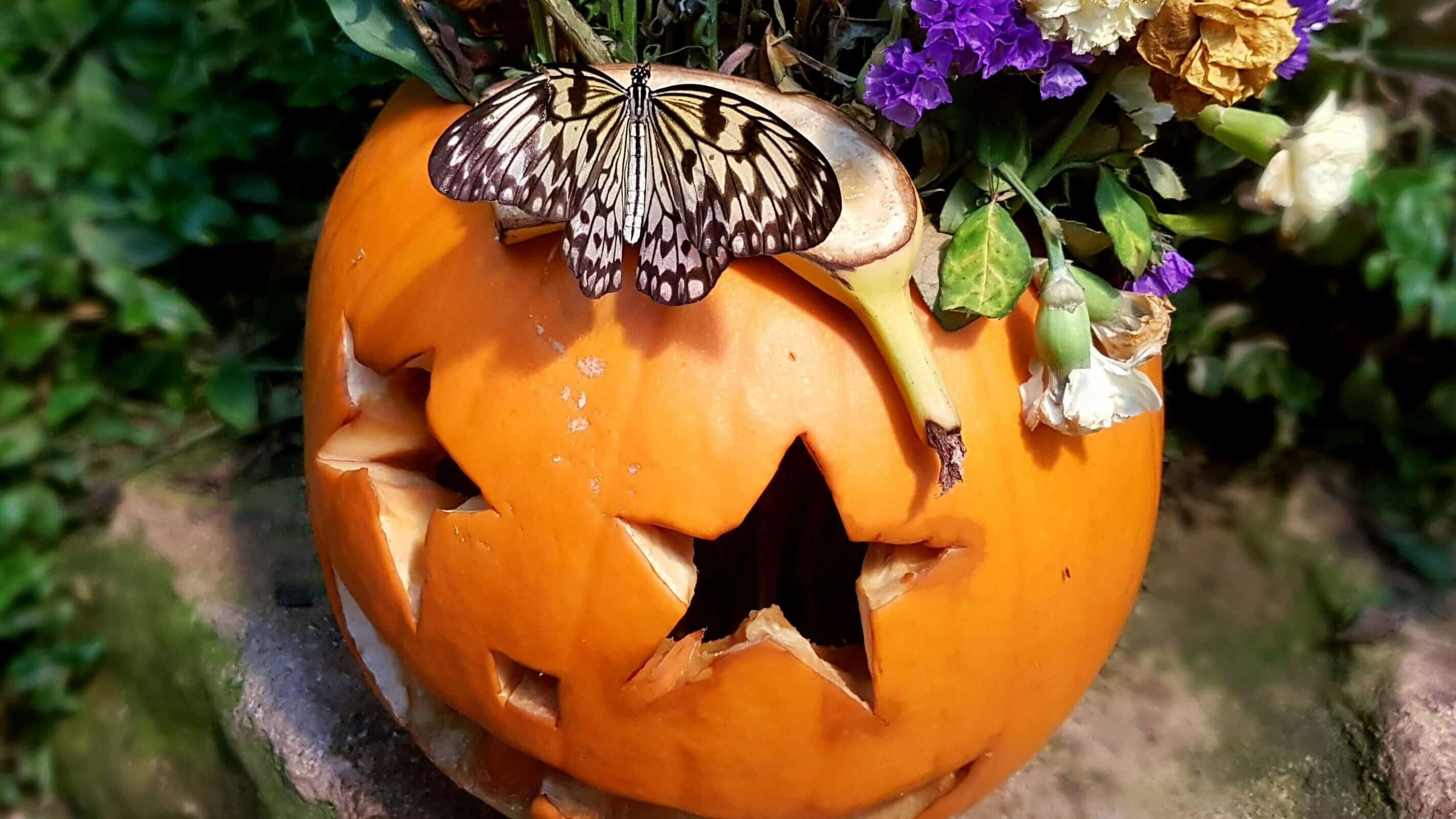 A jack o lantern with a butterfly on it, for Halloween in Birmingham