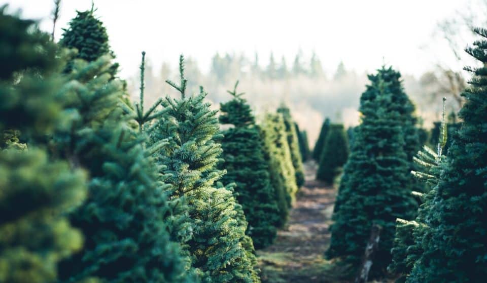10 Of The Very Best Places To Buy Christmas Trees In Birmingham