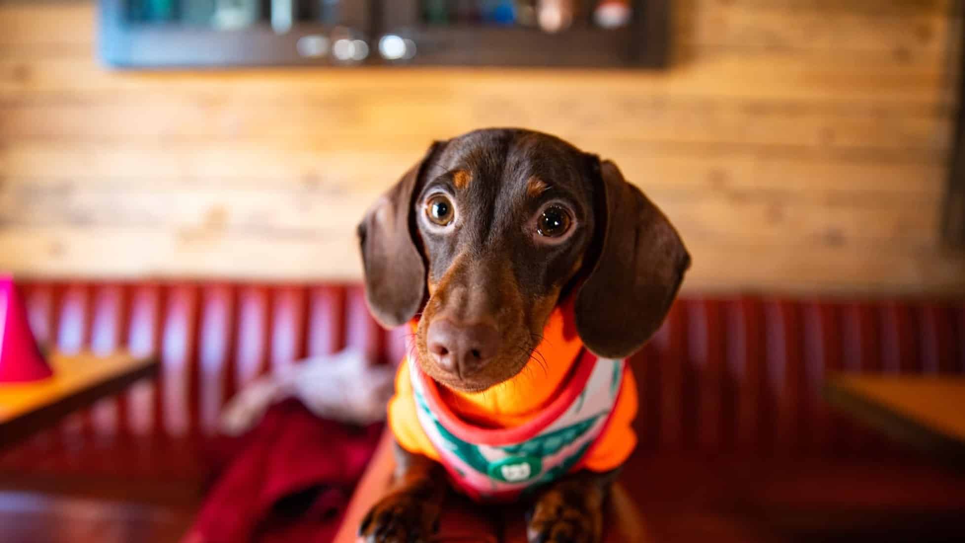 A dog attending the Pup-Up Cafe