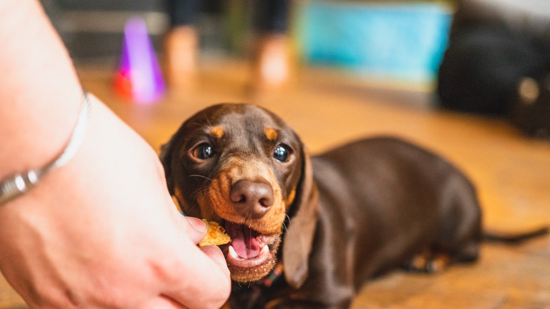 A puppy taking a bit of a dog biscuit at Pup-Up Cafe