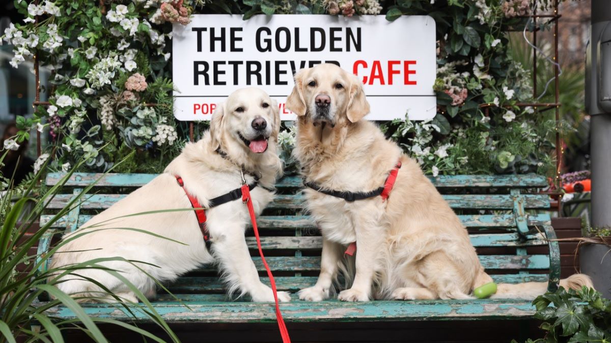 Two Golden Retrievers sat on a bench in front of a street sign that reads The Golden Retriever Cafe