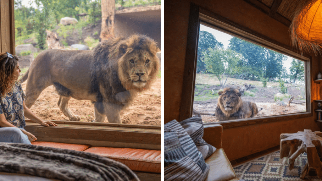 You Can Now Stay Overnight In One Of These Luxury Lion Lodges At West Midland Safari Park