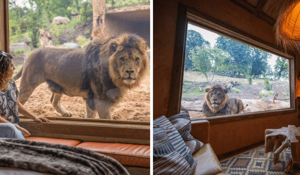 You Can Now Stay Overnight In One Of These Luxury Lion Lodges At West Midland Safari Park