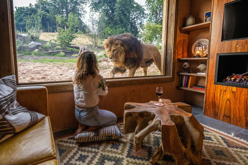 One of West Midlands Safari Park Lion Lodges, with a woman at the window and a lion on the otherside