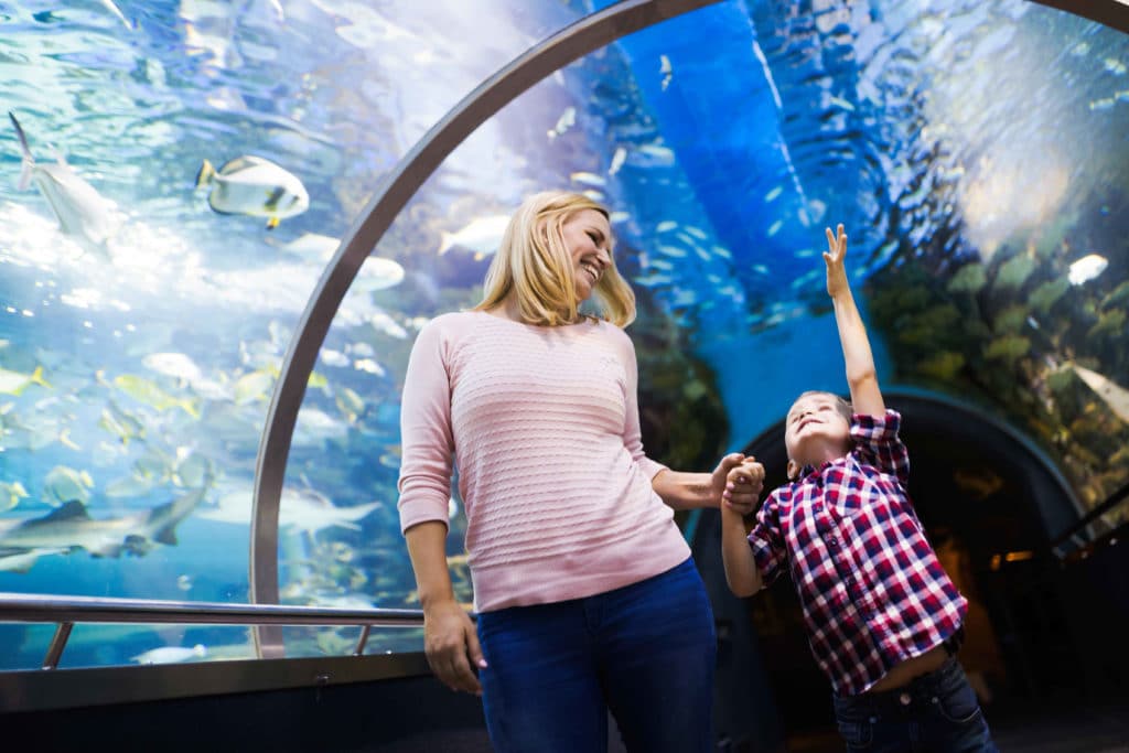 A mother holds the hand of a young boy as they watch fish in an aquarium.