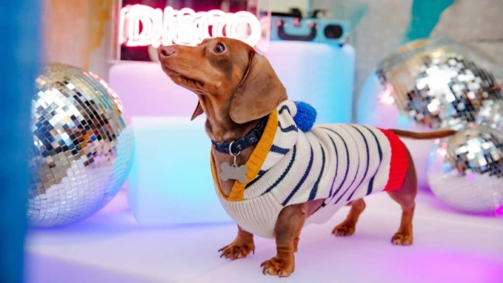 A doggy stoof next to a mirror ball and a neon sign that reads 'disco'